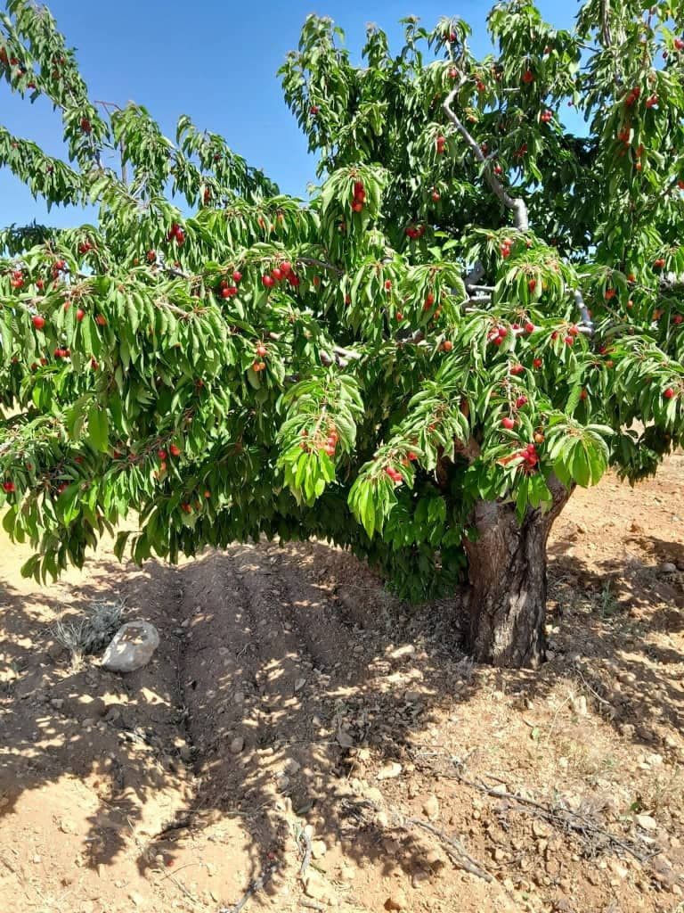 أرض للبيع في رنكوس، ريف دمشق - 4دونم - صورة 2