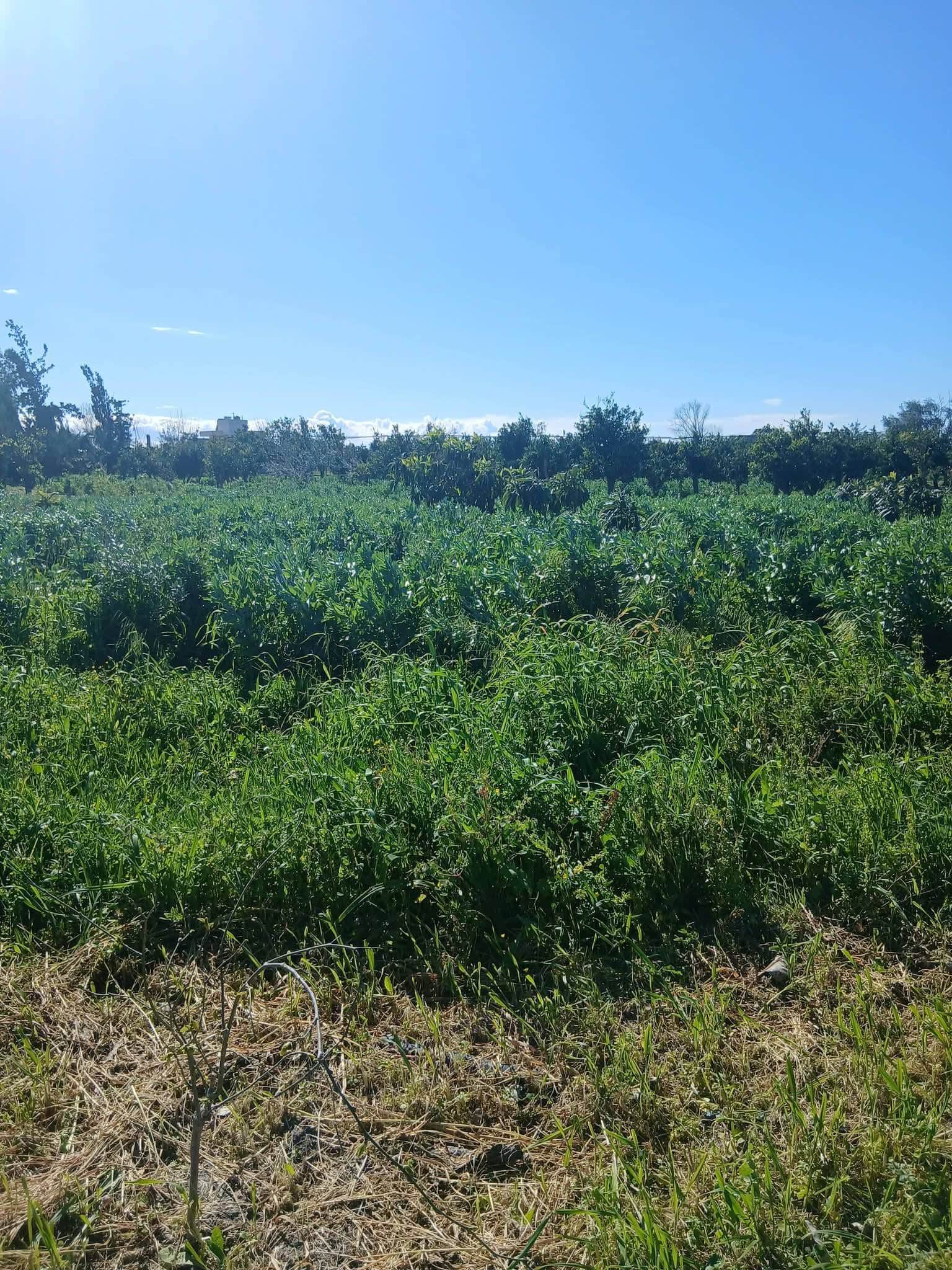 Land for sale in Qasr Road, Latakia 10 Dunam