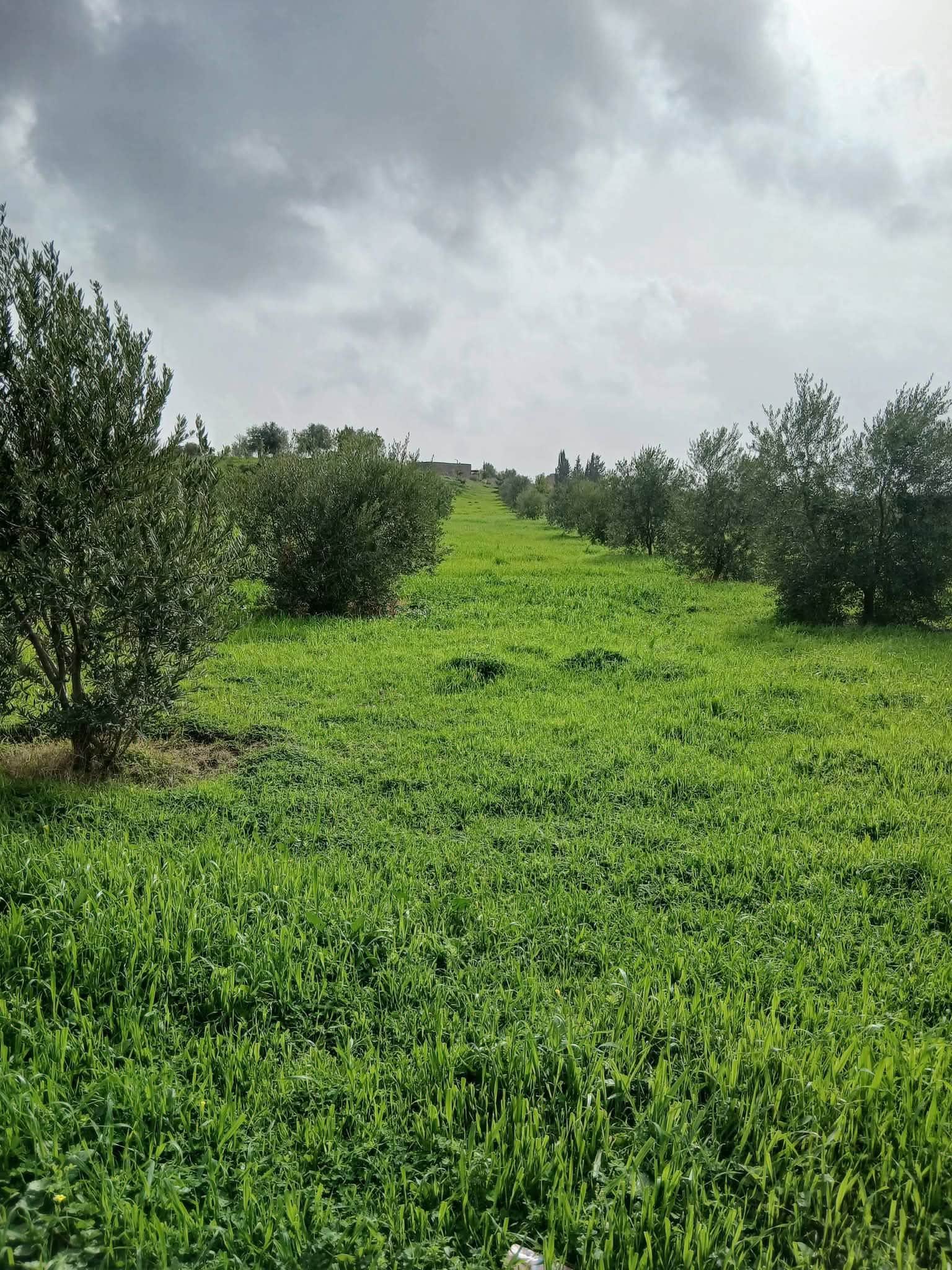 Land for sale in Kessab Road – Kirsana, Latakia 20 Dunam