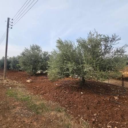 Land for Sale in Alma, Daraa - 7dunam - Photo 1